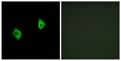 RPS9 Antibody