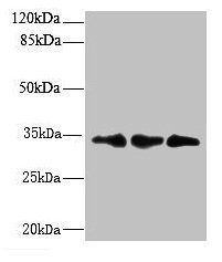 CNOT9 Antibody