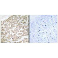 RRAD Antibody