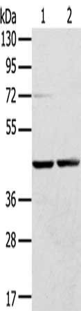 RRAGA antibody