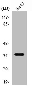 RRAGA antibody