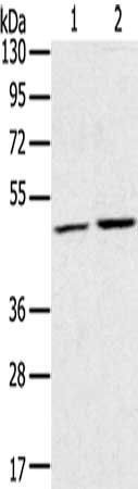RRAGC Antibody