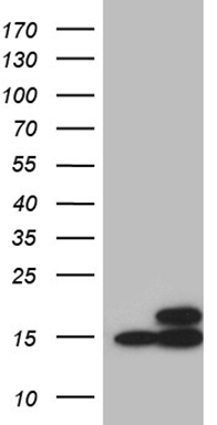 RRAS Antibody