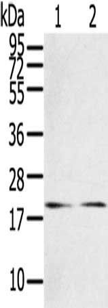 RRAS Antibody