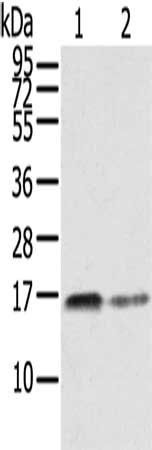 RRAS Antibody