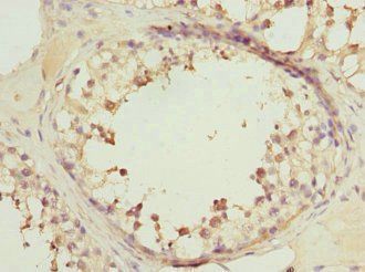 RRAS2 Antibody