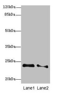 RRAS2 Antibody