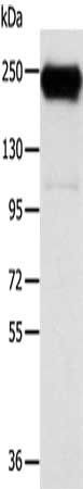 RRBP1 Antibody