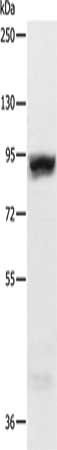 RRM1 Antibody