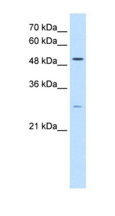 RRP1 antibody