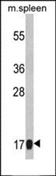 RS18 antibody