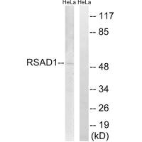 RSAD1 antibody