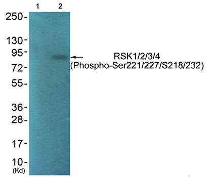RSK1/2/3/4 (phospho-Ser221/227/S218/232) antibody
