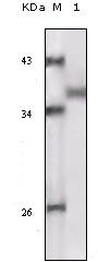 RSK1 Antibody