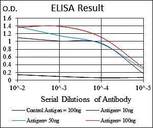 RSK2 Antibody