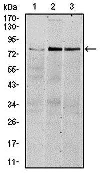 RSK2 Antibody