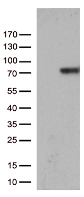 RPS6KA2 Antibody