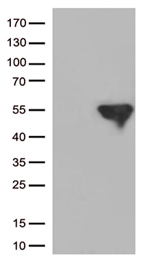 RSK3 Antibody