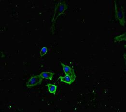 RTF1 antibody