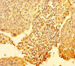 RTF1 Antibody