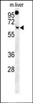 RTKN2 antibody