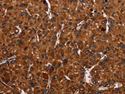 RTN4R Antibody