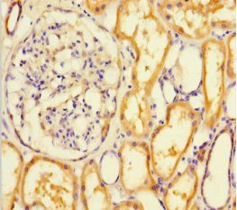 RTN4RL1 Antibody