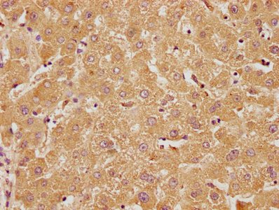 RTN4RL2 Antibody