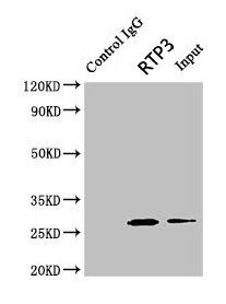 RTP3 antibody