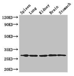RTP3 Antibody