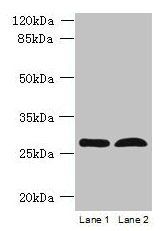RTP4 antibody