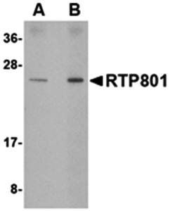 RTP801 Antibody