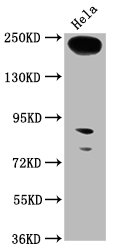 RTTN Antibody