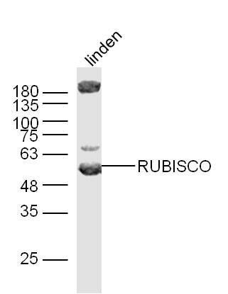 RUBISCO antibody