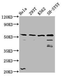 RUFY3 Antibody