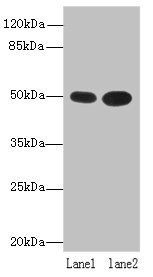 RUNDC3A antibody
