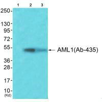 RUNX1 Antibody
