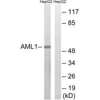 RUNX1 Antibody