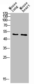 RUNX1 Antibody