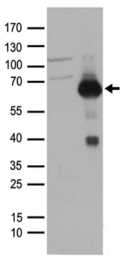 RUNX2 Antibody