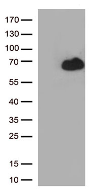 RUNX2 Antibody