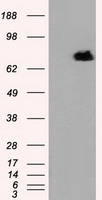 RUNX2 Antibody