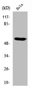 RUNX2 Antibody