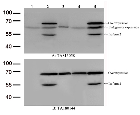 RUNX3 Antibody