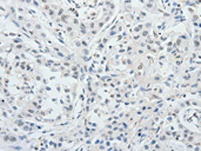 RUNX3 Antibody