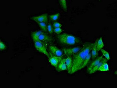 RUNX3 Antibody