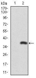 RUNX3 Antibody