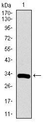 RUNX3 Antibody