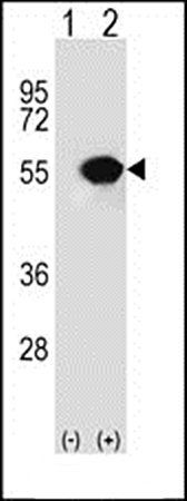 RUVBL1 antibody