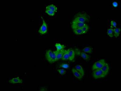 RXFP2 antibody